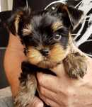 Yorkshire terrier talie mica