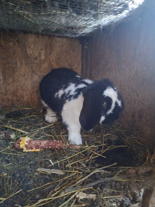 De vânzare mascul si femele berbec german