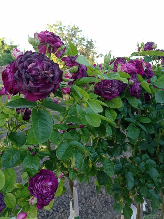 Щамбови рози, цветово разнообразие.