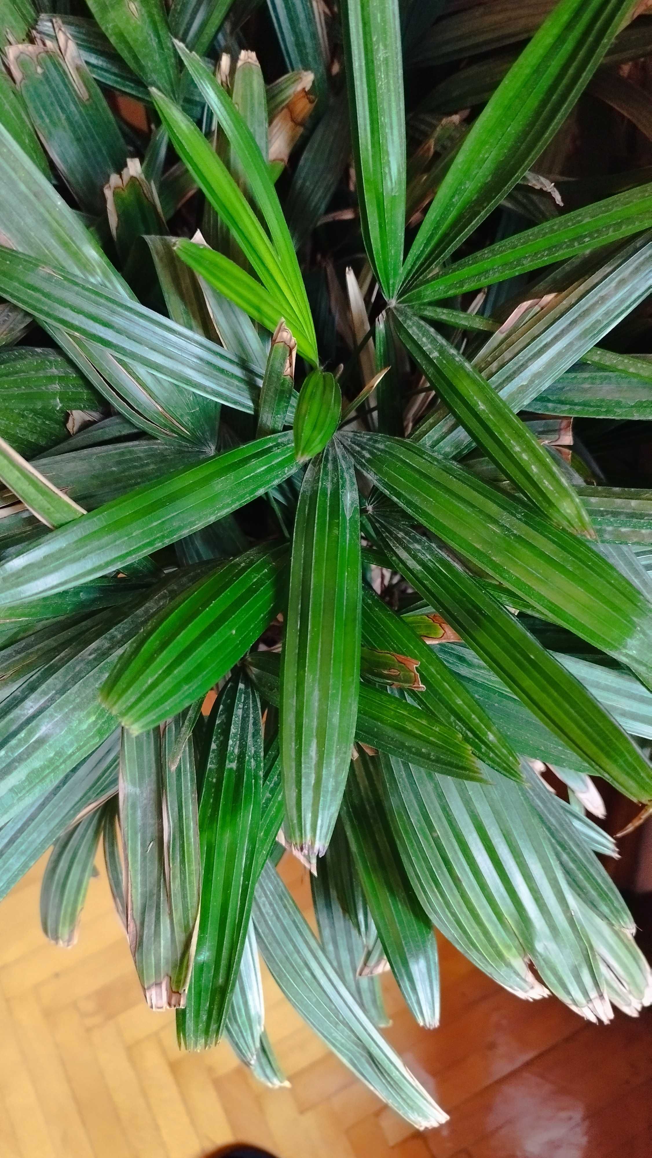 (80 см) овая Бамбуковая пальма рапис вместе с горшком
