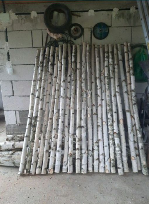 Mesteacan alb tulpini / Trunchiuri , crengi, lampadare diferite esente