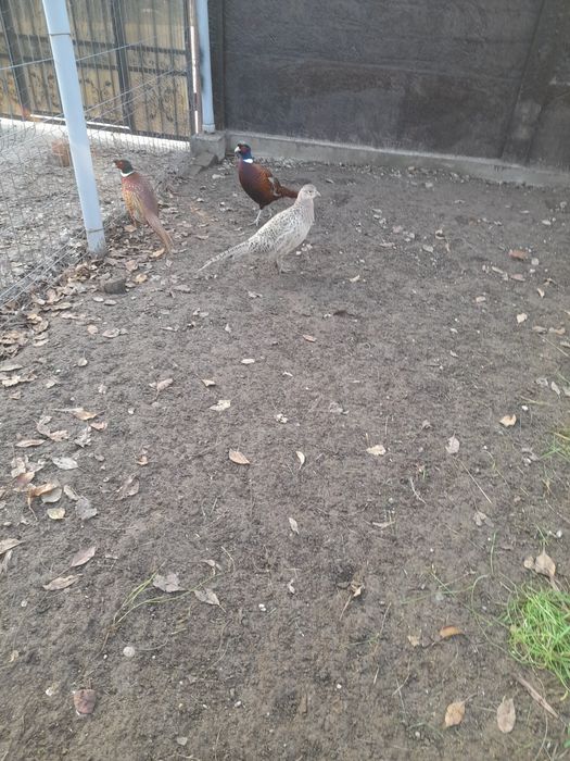 Vând mascul fazan comun