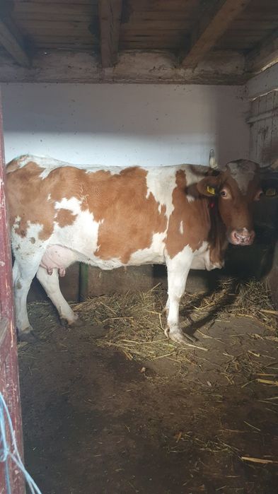 Vând vaca și juninca