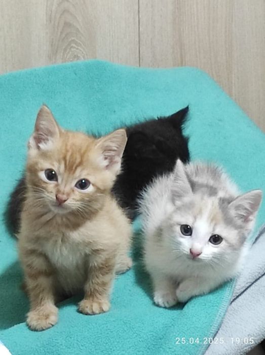 Счастья в дом котятки