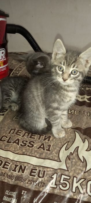 Подарявам много хубави котета!