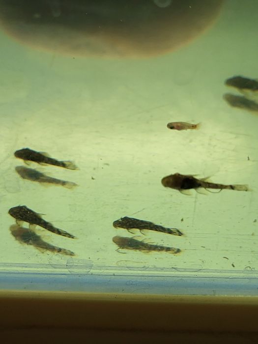 Продам мальков анциструса разного возраста .