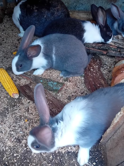 Iepuri hycole  de vanzare.