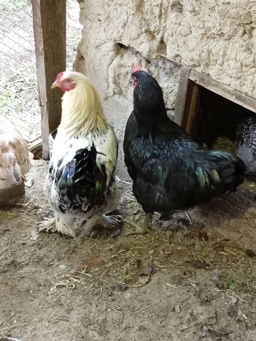 Продам домашних петухов
