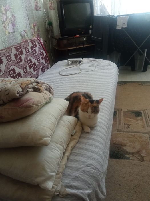 Отдам кошку в хорошие руки!