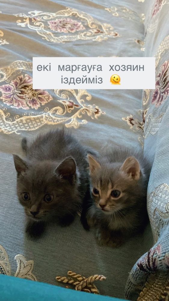 Ищем дом котятам