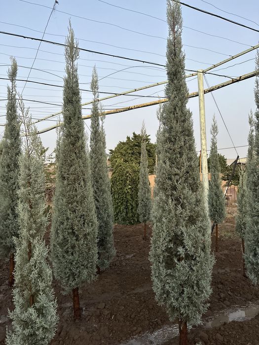 Кипарис Аризонский Италия