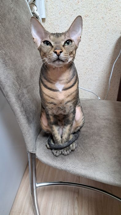 Вязка. Канадский сфинкс