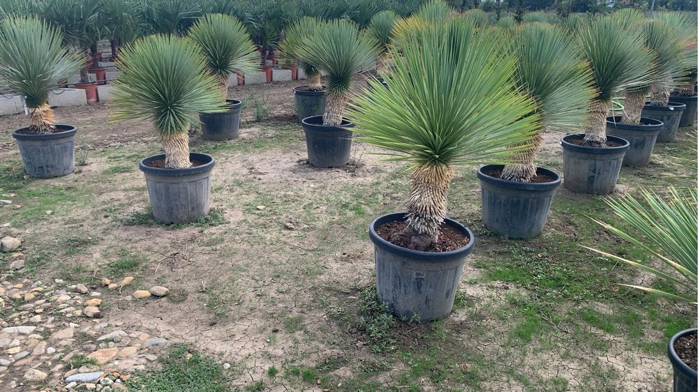 Yucca Rostrata 30-40cm de trunchi