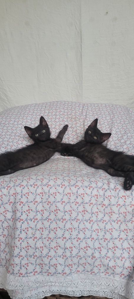 Котята мальчики в хорошие руки