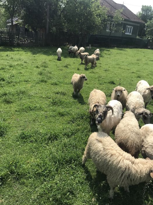 De vânzare 7 oi cu lapte si un berbec de prasilă de anul trecut