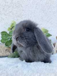 Iepuri pitici de companie berbec pitic/mini lop/holland lop