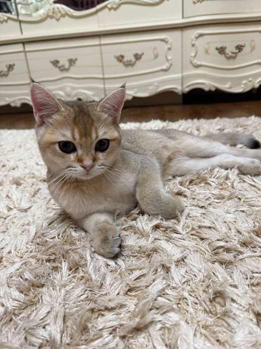 кошка сотилади хамма нарсаси бор