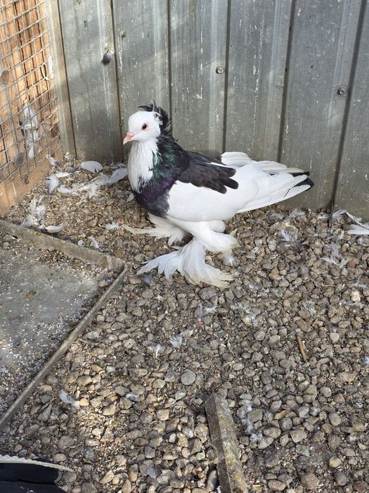 Uriasi maghiari 2025   tineri