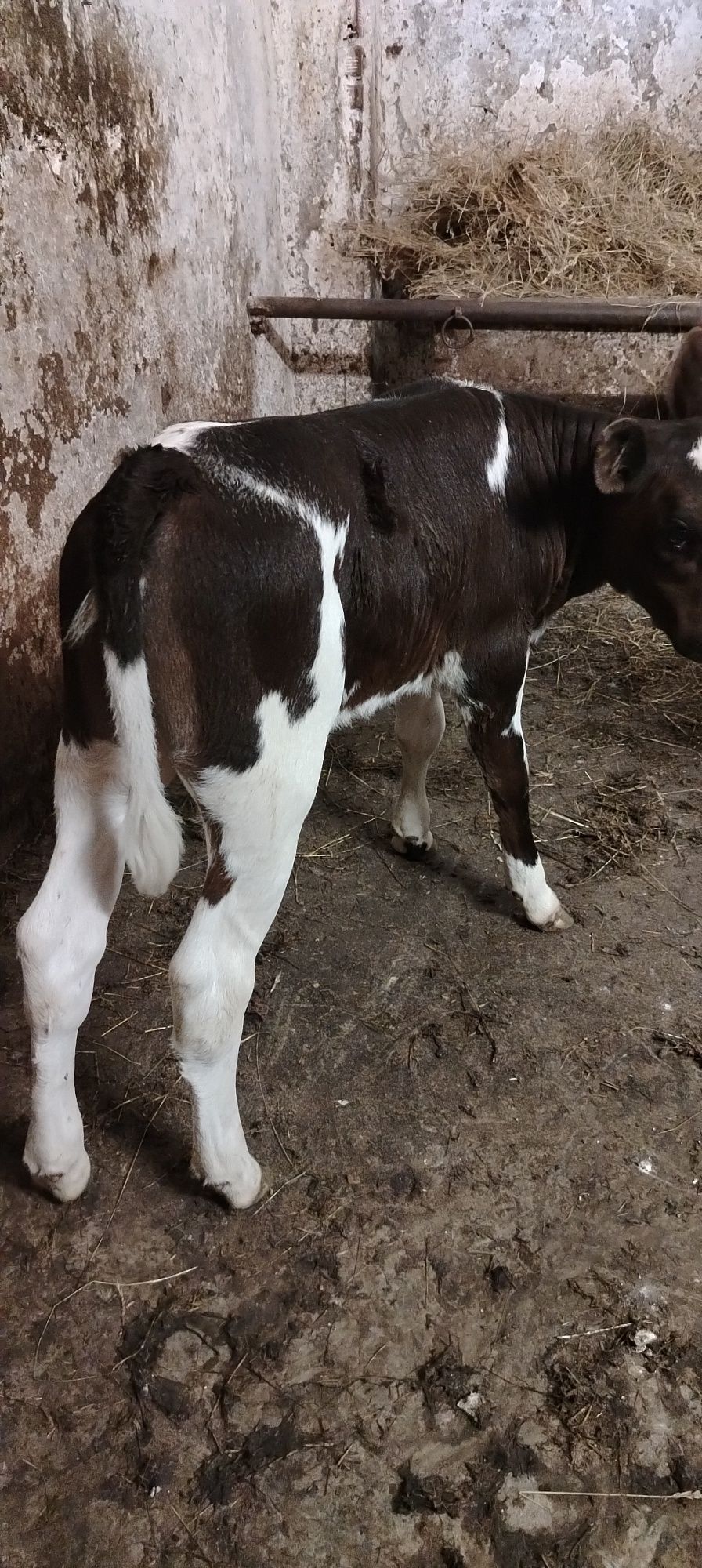 Vand vitei belgian baltat limusin