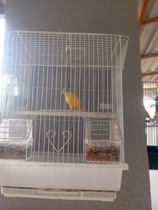 Продается поющая канарейка с клеткой