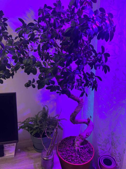Ficus microcarpa mare