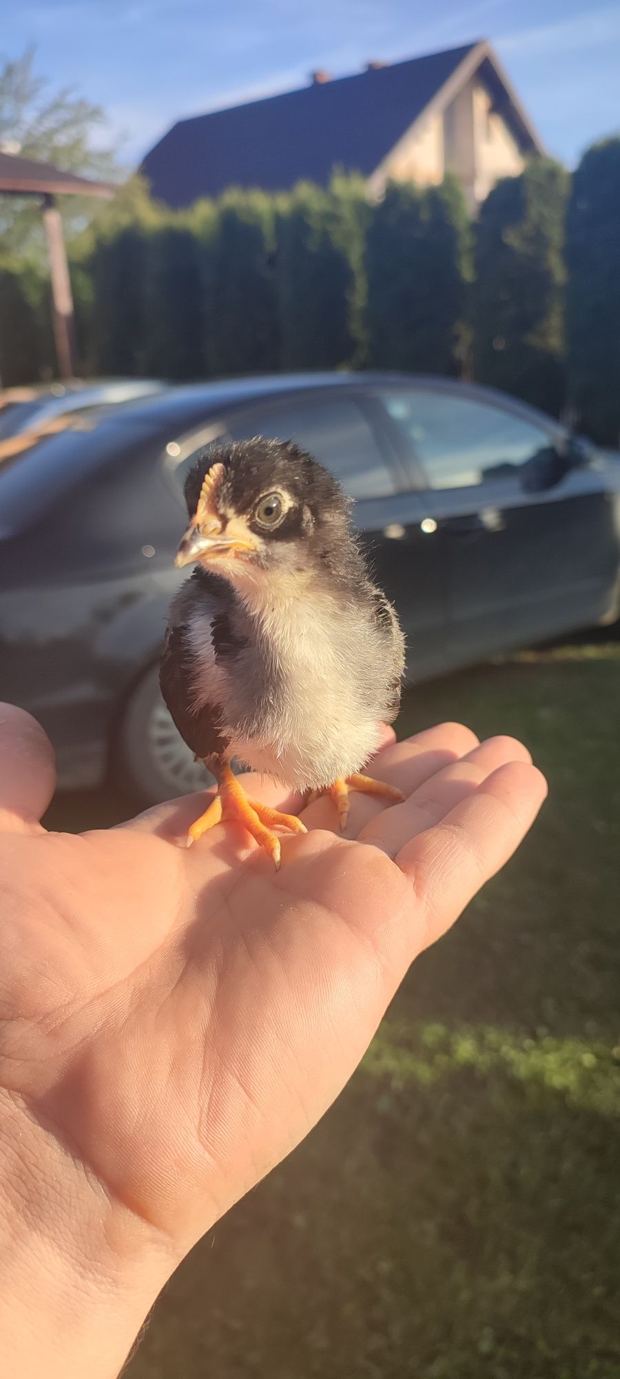 Pui de găină Australorp