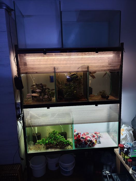 Acvariu / acvarii pești exotici, raft cu 7 acvarii