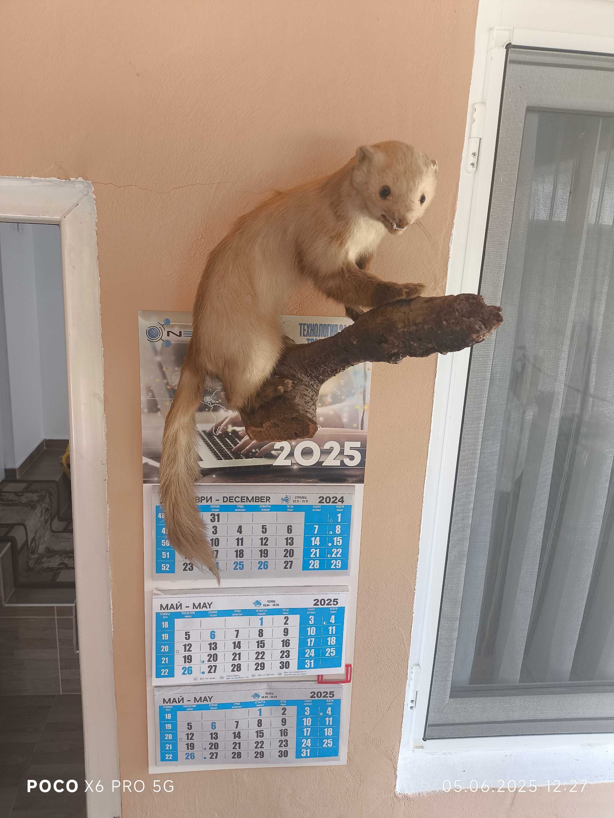 Препарирана Невестулка