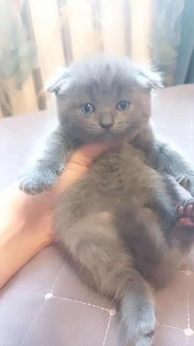 Продаю котят породестых