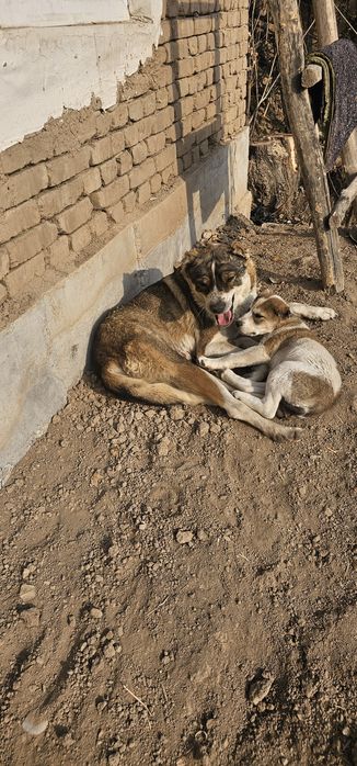Tekinga beraman chorvachi akalarga qoy boqa oladi
