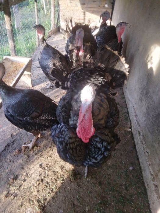 Curci  curcani crescuți cu boabe