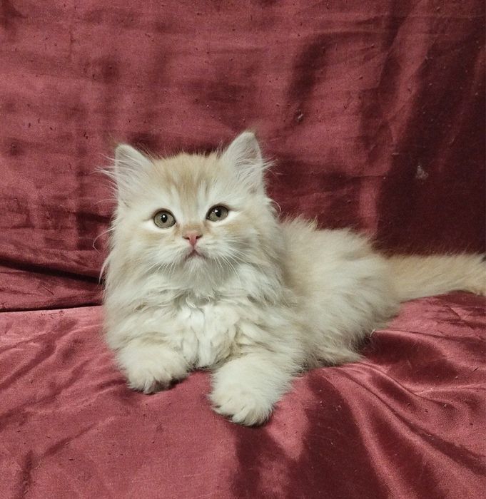 Мальчишка ищет дом!