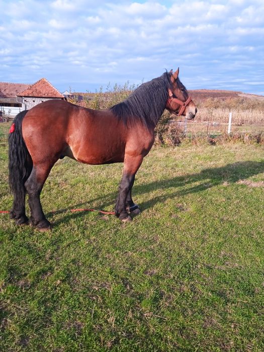 Vând mânz de doi ani și jumătate