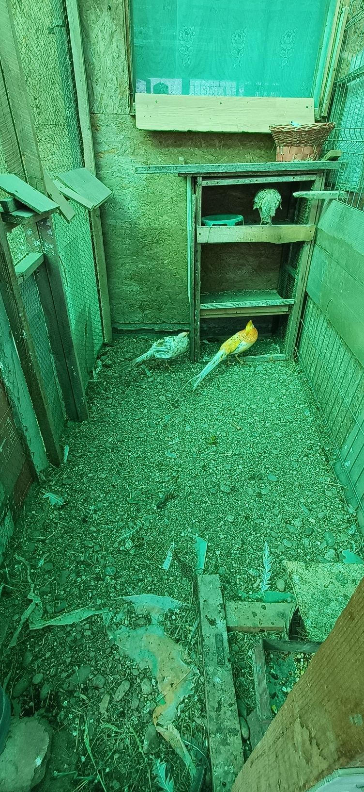 Pereche fazan alb matură
