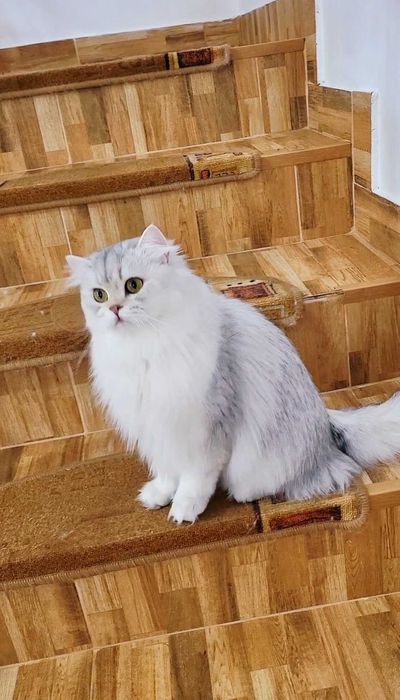 British longhair fetita pedigree din ambii parinti Campioni Mondiali