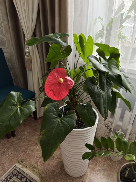 Мужское счастье