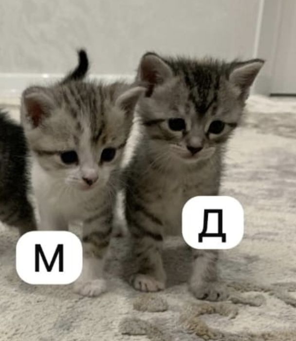 Отдам котят в хорошие руки