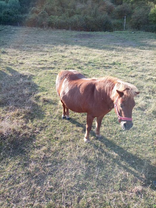 Vand poneita   foarte frumoasa