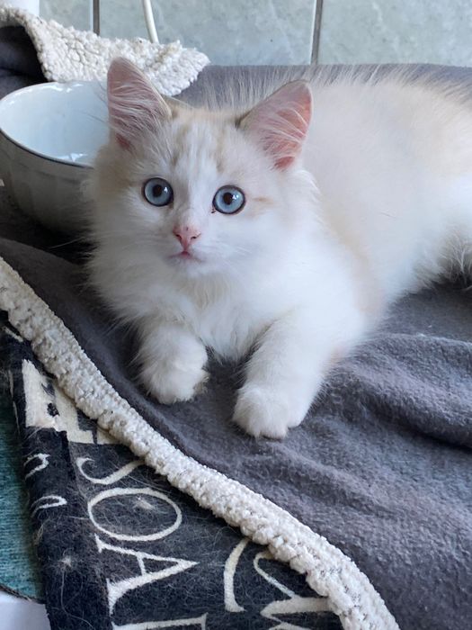 Ragdoll bicolor Baietel 2 luni