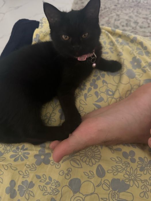 Отдам котенка в хорошие руки