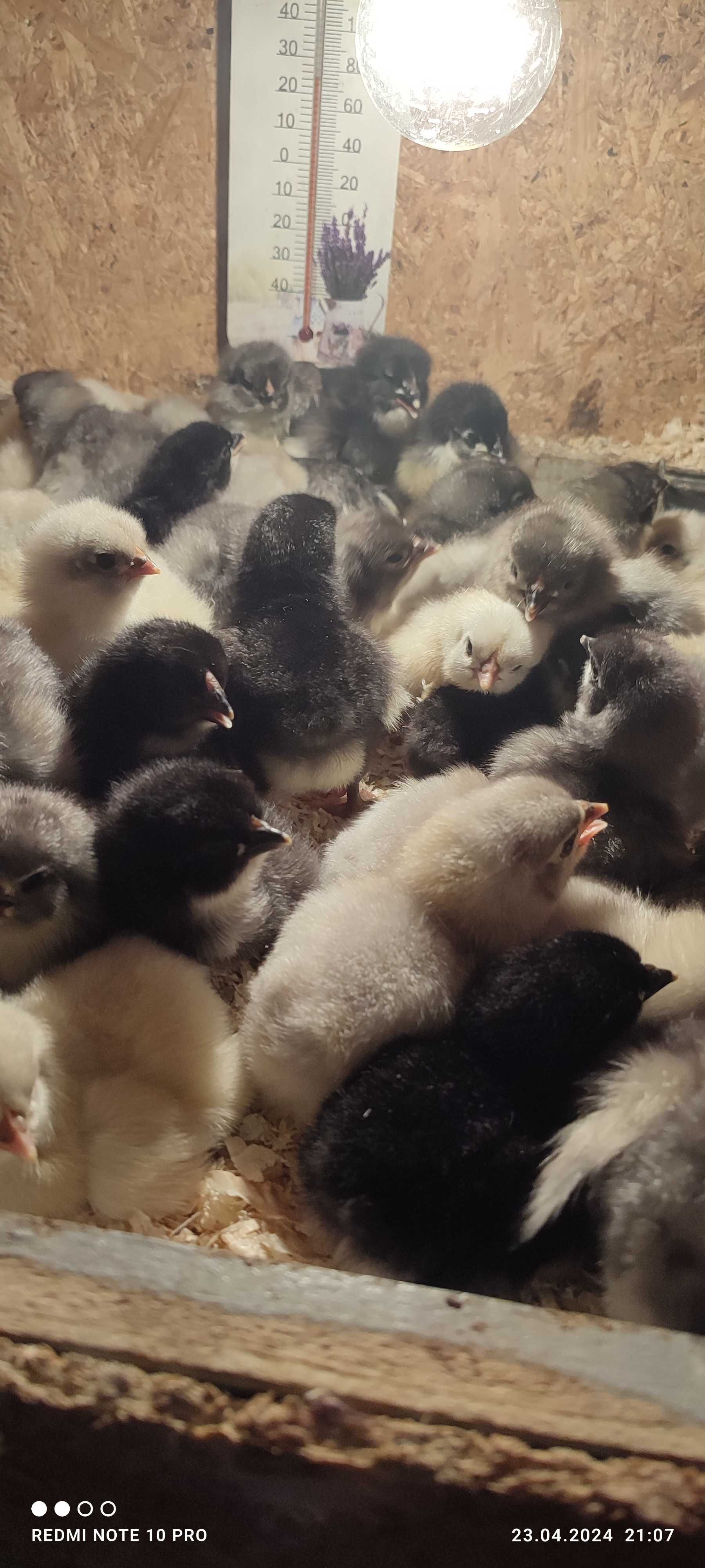 Pui Australorp de o zi