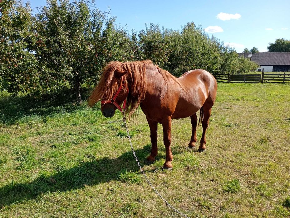 Cal de vanzare,preț negociabil