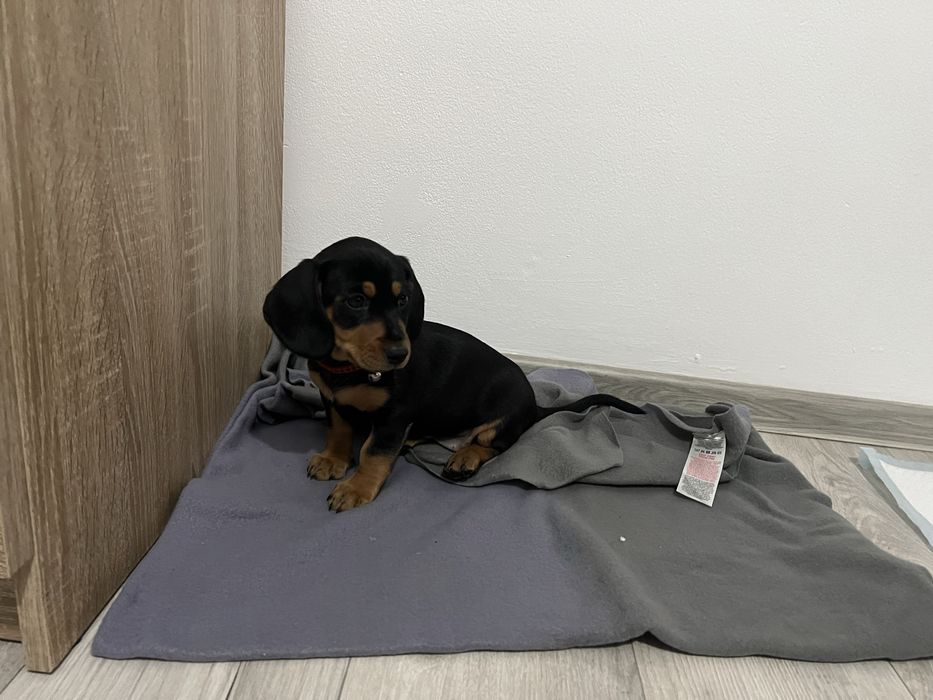 Șoricar negru cu pete de foc