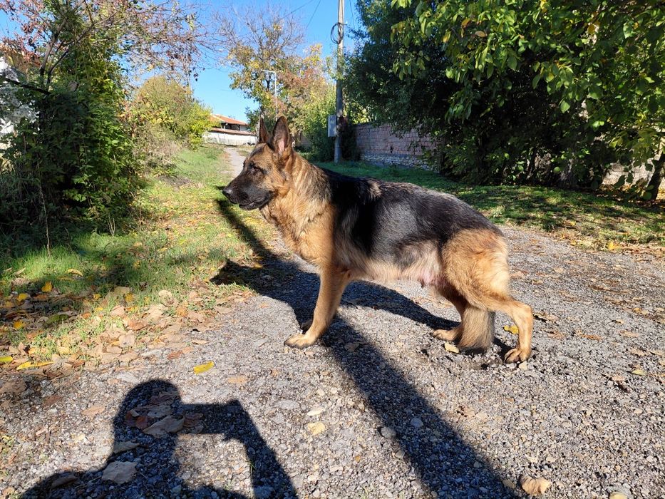 Немски Овчарки малки