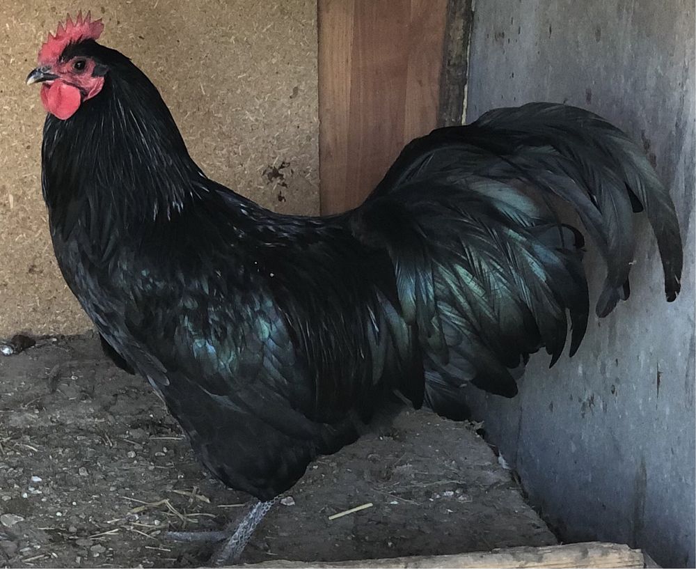 Cocosi australorp negru si albastru