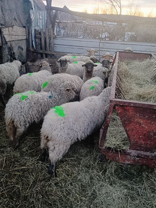 Oi la prima fătare de vânzare