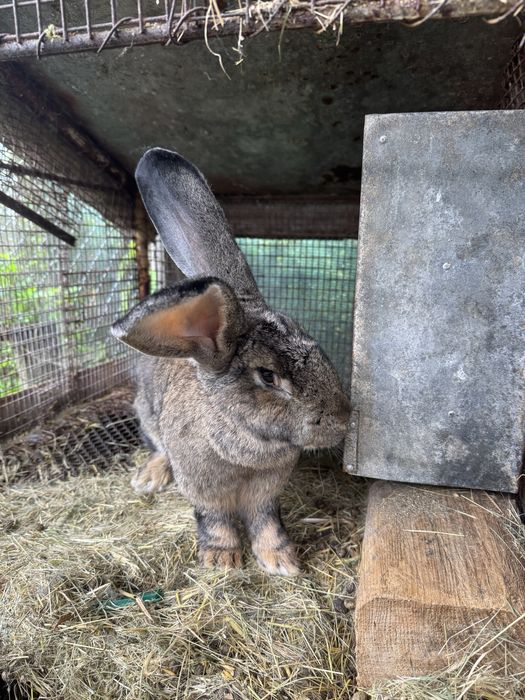 Vând femelă de Uriaș german gri