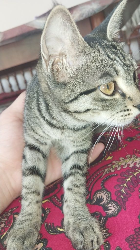 Mushuk sotiladi 6 oylik