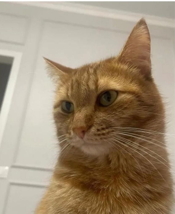 Отдам кота в добрые руки, желательно знающие о них все