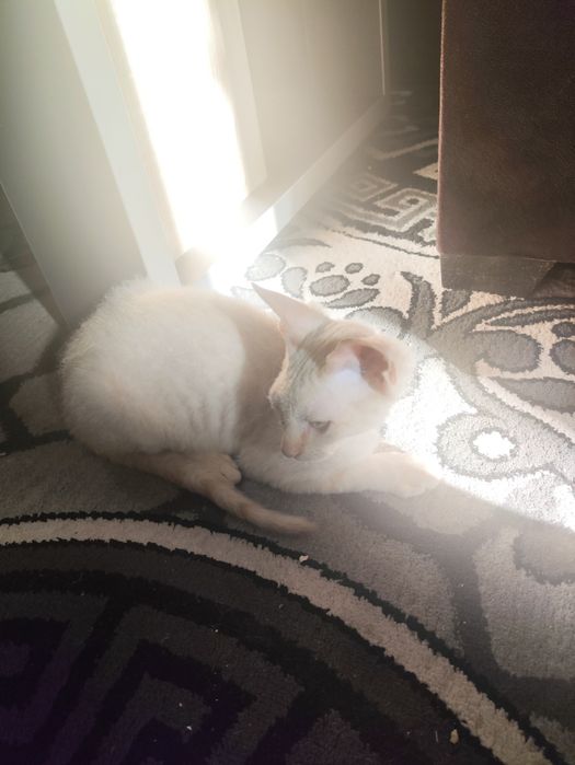 Сфинкс (brush) 4 месяц {sfinks yungi bor 4 oylik o'g'il bola}